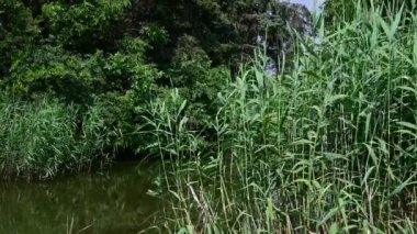 Yeşil doğa manzaralı göl manzarası