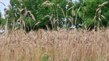 Yeşil ağaçlar, sarı buğday tarlaları, gökyüzü arka planlı güzel doğa manzarası