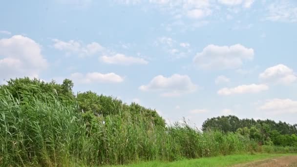 Yeşil Bitkilerle Mavi Bulutlu Gökyüzü Arkaplanıyla Güzel Doğa Manzarası — Stok video