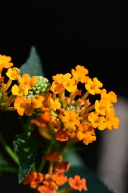 Bahçede güzel çiçekler yakın 