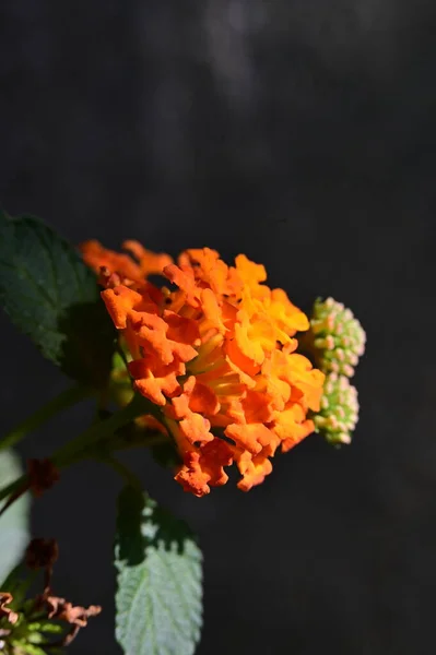 Close Flores Bonitas Jardim — Fotografia de Stock