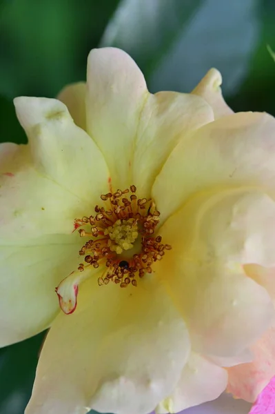 Close Beautiful Rose Flower Garden — Stock Photo, Image
