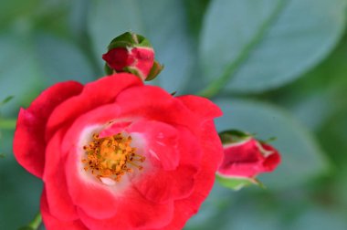 Bahçedeki güzel gülleri kapat. 