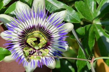 Bahçede güzel çiçek yakın 