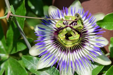 Bahçede güzel çiçek yakın 