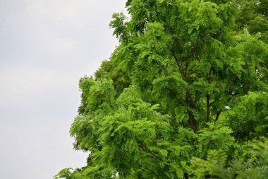 Doğanın güzel manzarası, park 