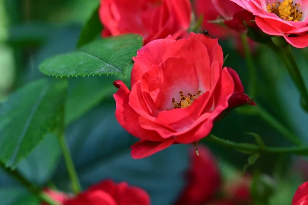 Close Beautiful Roses Flowers Garden — Stock Photo, Image