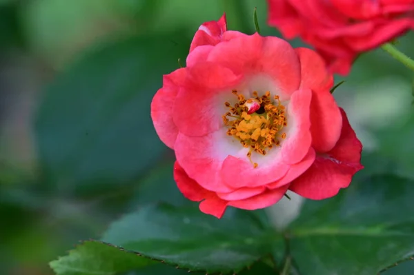 Primer Plano Hermosas Rosas Flores Jardín — Foto de Stock
