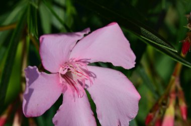 Bahçede güzel çiçek yakın 