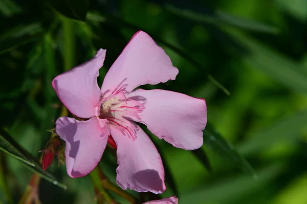 stock image close up of beautiful flower in garden 