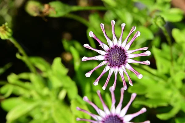 庭の美しい花のクローズアップ — ストック写真