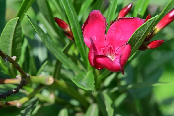 stock image close up of beautiful flower in garden 