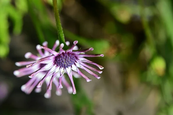 Nahaufnahme Einer Schönen Blume Garten — Stockfoto