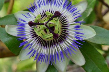 Bahçede güzel çiçek yakın 