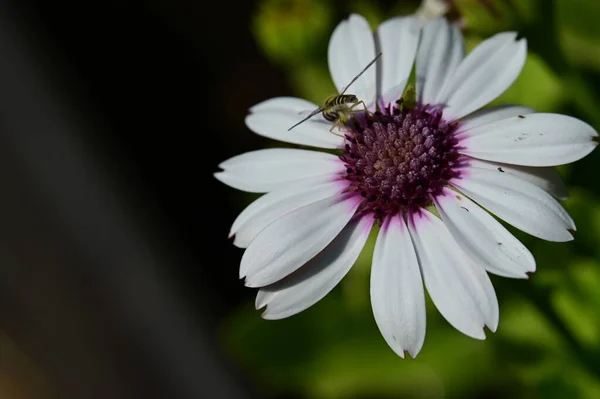 Pszczoła Pięknym Kwiatku Ogrodzie — Zdjęcie stockowe