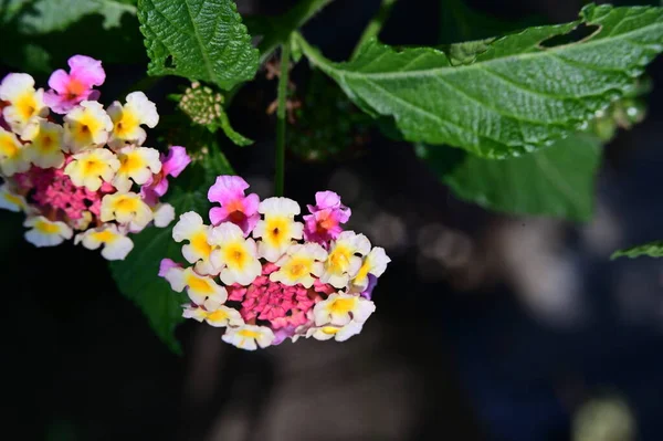 Bahçede Güzel Çiçekler Yakın — Stok fotoğraf