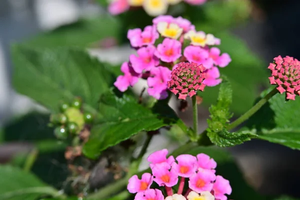 stock image close up of beautiful  flowers in garden 