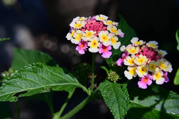 Κοντινό Πάνω Από Όμορφα Λουλούδια Στον Κήπο — Φωτογραφία Αρχείου