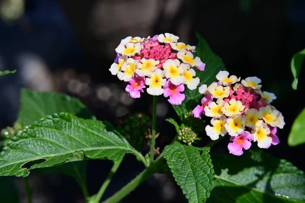 Gros Plan Belles Fleurs Dans Jardin — Photo