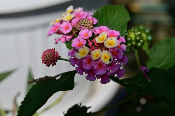 Gros Plan Belles Fleurs Dans Jardin — Photo