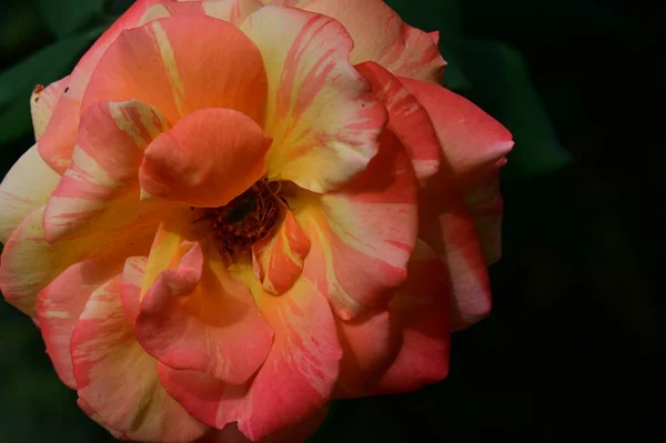 Primer Plano Hermosa Flor Rosa Jardín —  Fotos de Stock
