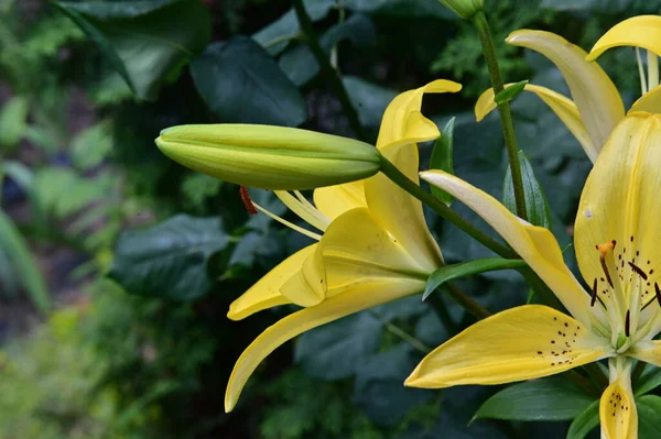 Közel Gyönyörű Liliom Virágok Kertben — Stock Fotó