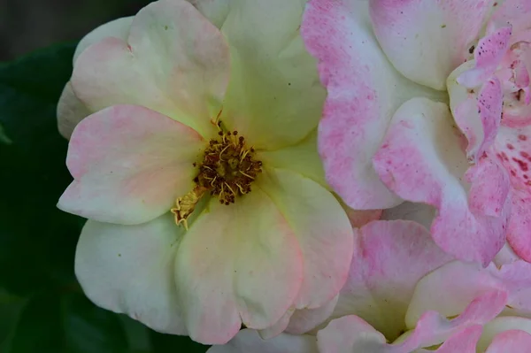 Close Beautiful Roses Garden — Stock Photo, Image