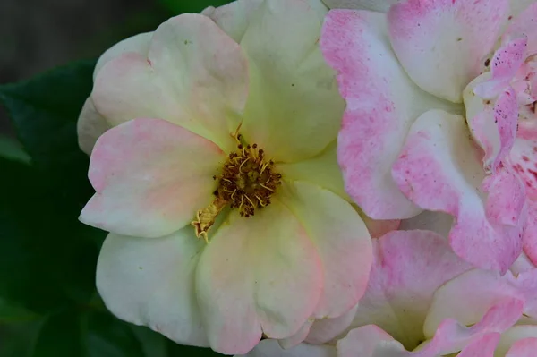 Primer Plano Hermosas Rosas Flores Jardín —  Fotos de Stock