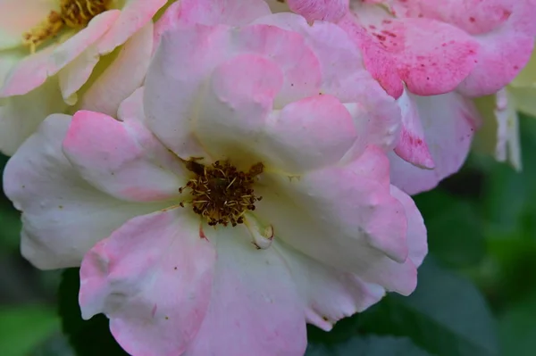 Primo Piano Bei Fiori Rose Giardino — Foto Stock