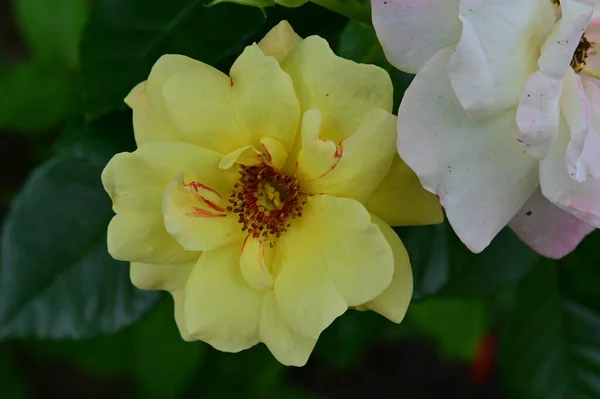 Close Beautiful Roses Garden — Stok fotoğraf