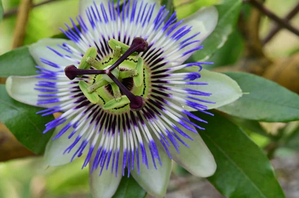 stock image close up of beautiful flower in garden 