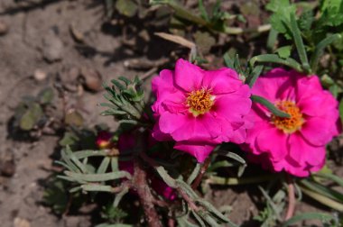 Güzel pembe açan bahar çiçekleri açık havada 