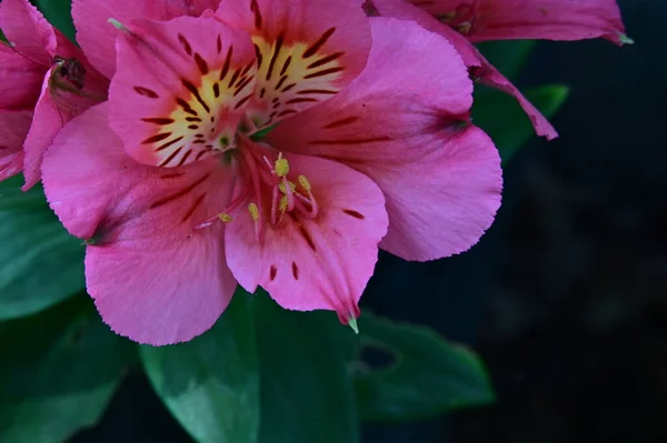 Красивые Розовые Цветущие Весенние Цветы Улице — стоковое фото