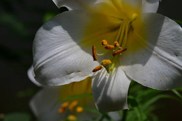 Close Van Een Bloeiende Witte Bloemen Tuin — Stockfoto