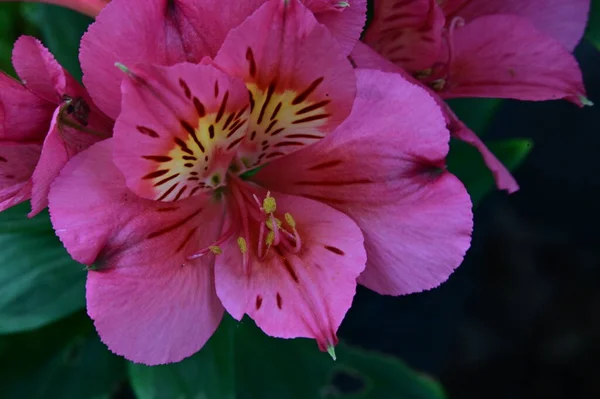 Красивые Розовые Цветущие Весенние Цветы Улице — стоковое фото