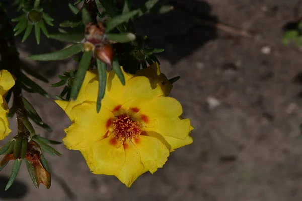 Primer Plano Una Hermosa Flores Amarillas Jardín —  Fotos de Stock