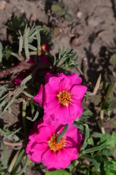 Hermosa Flor Rosa Flores Primavera Aire Libre —  Fotos de Stock