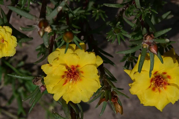 Primer Plano Una Hermosa Flores Amarillas Jardín — Foto de Stock