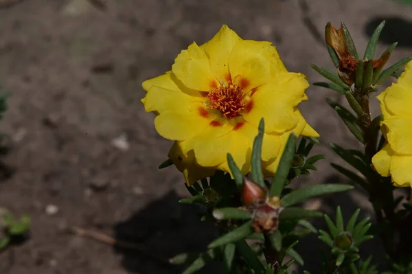 Közel Egy Gyönyörű Sárga Virágok Kertben — Stock Fotó
