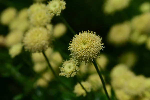 Gelbe Flauschige Blumen Garten — Stockfoto