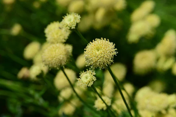 stock image yellow fluffy flowers in the garden 