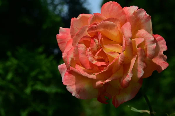 Vacker Ros Blomma Växer Trädgården Sommaren Solig Dag — Stockfoto