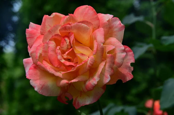 Красивый Цветок Розы Растет Саду Летний Солнечный День — стоковое фото