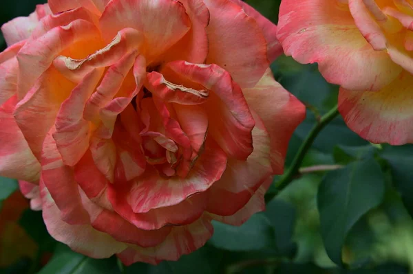 Vackra Ros Blommor Växer Trädgården Sommaren Solig Dag — Stockfoto