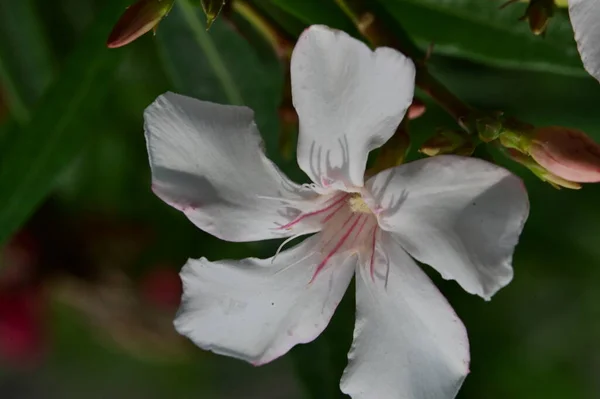 在花园里紧挨着一朵盛开的白花 — 图库照片