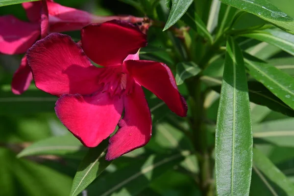 Όμορφα Ροζ Ανθισμένα Ανοιξιάτικα Λουλούδια — Φωτογραφία Αρχείου
