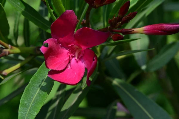 Όμορφα Ροζ Ανθισμένα Ανοιξιάτικα Λουλούδια — Φωτογραφία Αρχείου