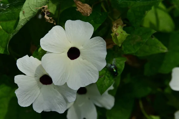 Bahçedeki Çiçek Açan Beyaz Çiçeklere Yaklaş — Stok fotoğraf