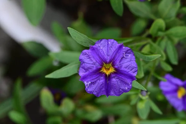 夏日阳光明媚的花园里 生长着美丽的紫色花朵 — 图库照片