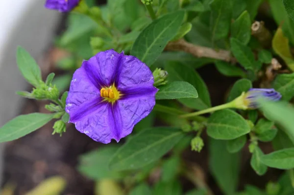 Belles Fleurs Violettes Poussant Dans Jardin Journée Ensoleillée Été — Photo